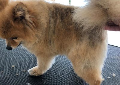 Hund_3